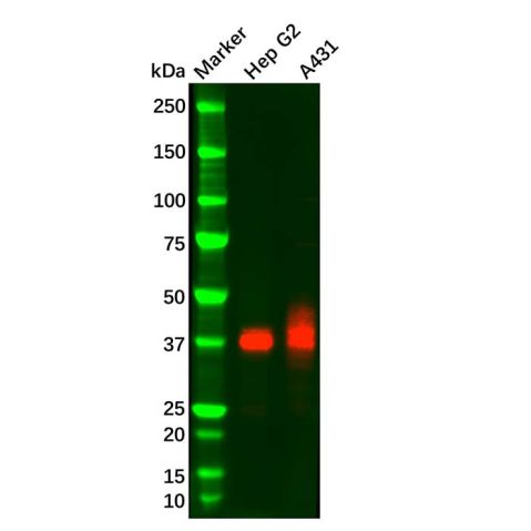 aladdin 阿拉丁 Ab109567 IGFBP3 Mouse mAb mAb (D15); Mouse anti Human IGFBP3 Antibody; WB; Unconjugated