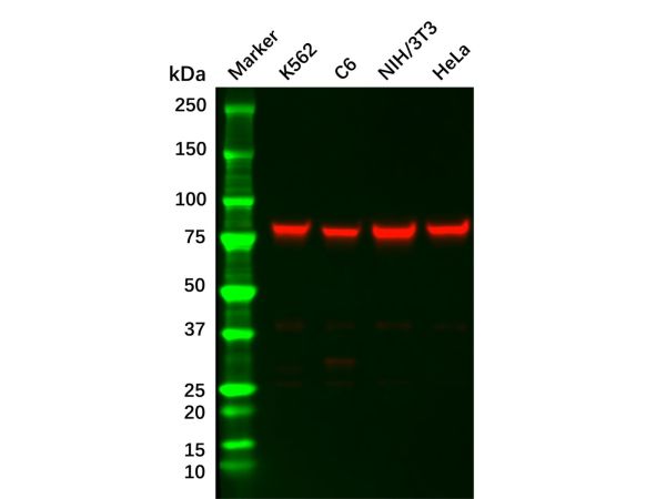 aladdin 阿拉丁 Ab109721 Recombinant IKK alpha Antibody Recombinant (R07-9I7); Rabbit anti Human IKK alpha Antibody; WB; Unconjugated