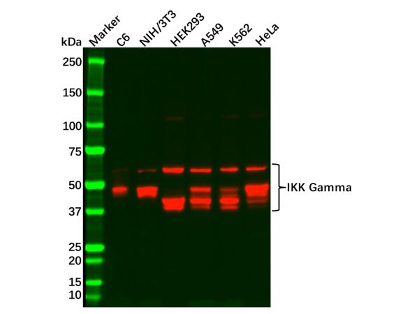 aladdin 阿拉丁 Ab109740 Recombinant IKK Gamma/NEMO Antibody Recombinant (R06-5G4); Rabbit anti Human IKK Gamma/NEMO Antibody; WB, ICC, IF; Unconjugated