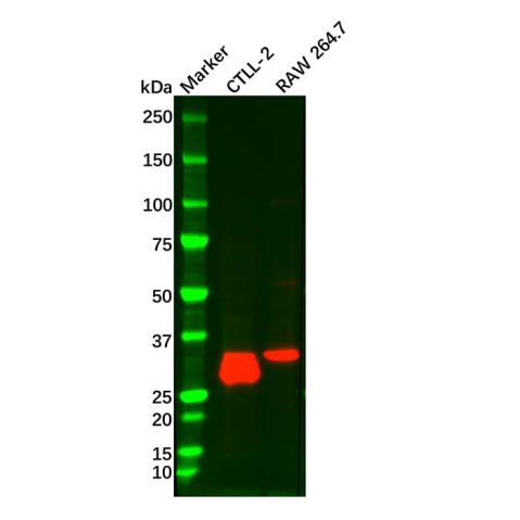 aladdin 阿拉丁 Ab109766 IL-1 alpha Mouse mAb mAb (3#); Mouse anti Human IL-1 alpha Antibody; WB; Unconjugated
