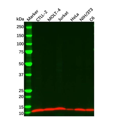 aladdin 阿拉丁 Ab110155 IL22 Mouse mAb mAb (C6); Mouse anti Human IL22 Antibody; WB; Unconjugated