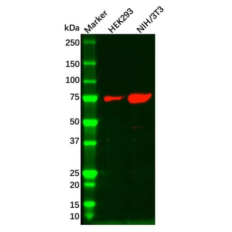 aladdin 阿拉丁 Ab110168 IL22RA1 Antibody pAb; Rabbit anti Human IL22RA1 Antibody; WB; Unconjugated