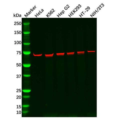 aladdin 阿拉丁 Ab110488 Recombinant IMP3 Antibody Recombinant (R04-7F2); Rabbit anti Human IMP3 Antibody; WB, ICC, IF; Unconjugated