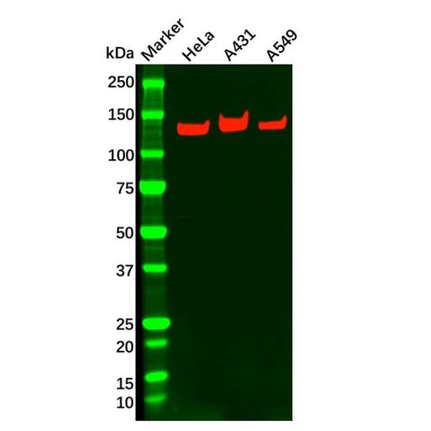 aladdin 阿拉丁 Ab110777 Integrin alpha 3 Antibody pAb; Rabbit anti Human Integrin alpha 3 Antibody; WB; Unconjugated