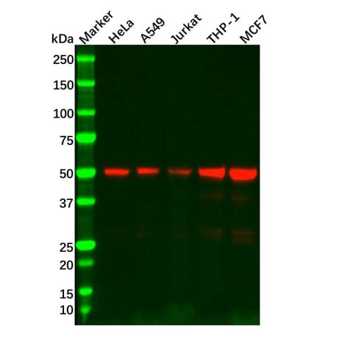 aladdin 阿拉丁 Ab111215 Recombinant IRF3 Antibody Recombinant (R02-6B0); Rabbit anti Human IRF3 Antibody; WB, IHC; Unconjugated