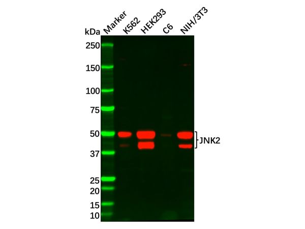 aladdin 阿拉丁 Ab111533 Recombinant JNK2 Antibody Recombinant (R02-9H4); Rabbit anti Human JNK2 Antibody; WB, IHC; Unconjugated