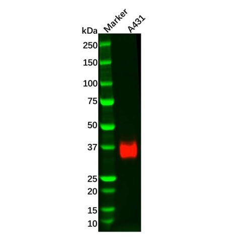 aladdin 阿拉丁 Ab111560 Recombinant JAM-A Antibody Recombinant (R04-4E1); Rabbit anti Human JAM-A Antibody; WB, ICC, IF; Unconjugated