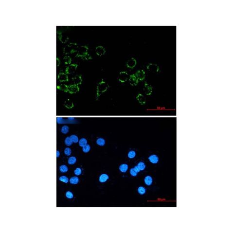 aladdin 阿拉丁 Ab111560 Recombinant JAM-A Antibody Recombinant (R04-4E1); Rabbit anti Human JAM-A Antibody; WB, ICC, IF; Unconjugated