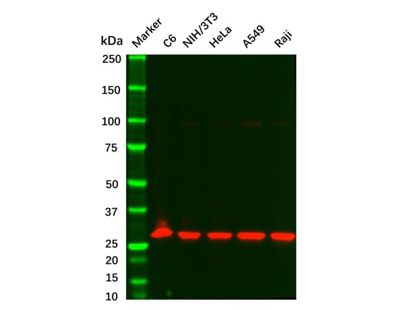 aladdin 阿拉丁 Ab111996 Recombinant KGF Antibody Recombinant (R07-5C6); Rabbit anti Human KGF Antibody; WB; Unconjugated