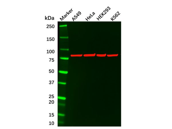 aladdin 阿拉丁 Ab112438 Ku80 Mouse mAb mAb (5C5); Mouse anti Human Ku80 Antibody; WB, ELISA, IHC, Flow, IF, ICC; Unconjugated