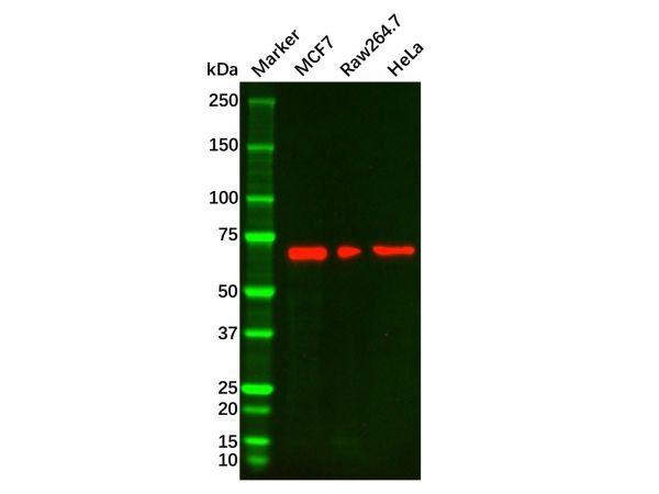 aladdin 阿拉丁 Ab112658 Lamin B1 Mouse mAb mAb (C2); Mouse anti Human Lamin B1 Antibody; WB, IHC; Unconjugated