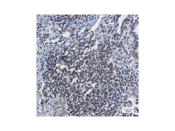 aladdin 阿拉丁 Ab112659 Recombinant Lamin B1 Antibody Recombinant (R05-8D6); Rabbit anti Human Lamin B1 Antibody; WB, IHC; Unconjugated