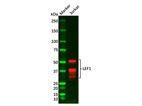 aladdin 阿拉丁 Ab112963 Recombinant LEF1 Antibody Recombinant (R02-3A4); Rabbit anti Human LEF1 Antibody; WB, ICC, IF; Unconjugated 