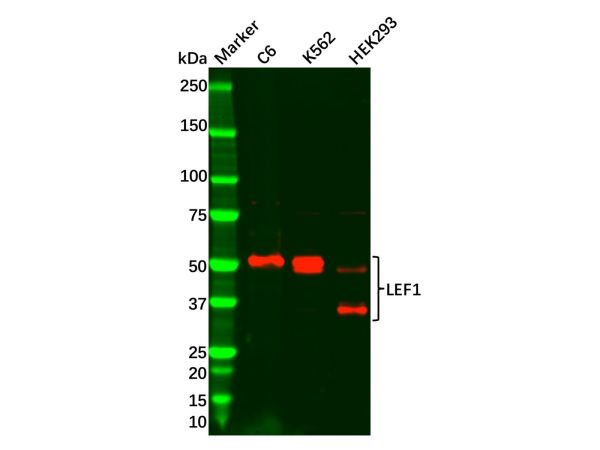 aladdin 阿拉丁 Ab112963 Recombinant LEF1 Antibody Recombinant (R02-3A4); Rabbit anti Human LEF1 Antibody; WB, ICC, IF; Unconjugated 