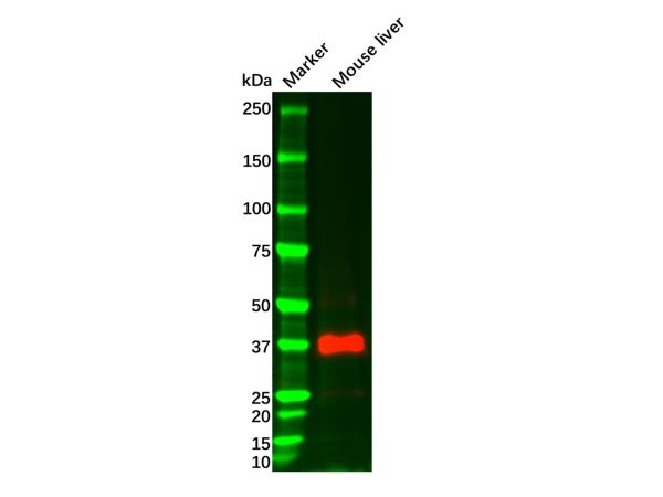 aladdin 阿拉丁 Ab113273 Liver Arginase Mouse mAb mAb (C8); Mouse anti Human Liver Arginase Antibody; WB, IHC; Unconjugated 