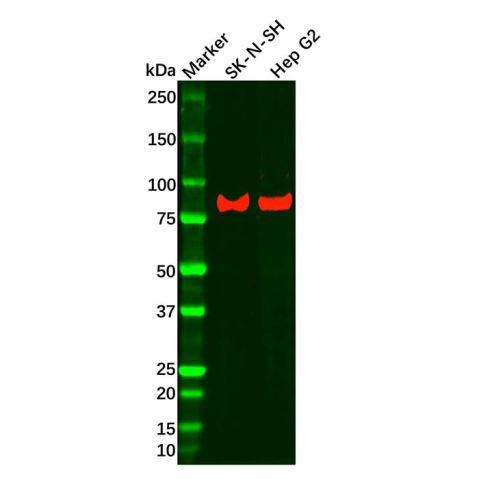 aladdin 阿拉丁 Ab113511 Recombinant LRP1 Antibody Recombinant (R09-4E8); Rabbit anti Human LRP1 Antibody; WB, IHC, ICC, IF; Unconjugated