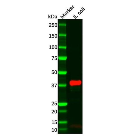 aladdin 阿拉丁 Ab114090 Recombinant Maltose Binding Protein Antibody Recombinant (R02-6F4); Rabbit anti E.coli Maltose Binding Protein Antibody; WB; Unconjugated