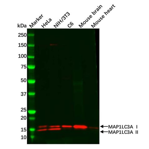 aladdin 阿拉丁 Ab114168 Recombinant MAP1LC3A Antibody Recombinant (R07-9B1); Rabbit anti Human MAP1LC3A Antibody; WB, IHC; Unconjugated