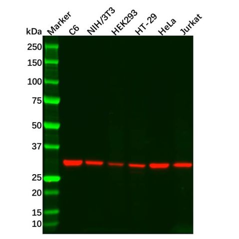 aladdin 阿拉丁 Ab114244 MAPRE1/EB1 Mouse mAb mAb (C4); Mouse anti Human MAPRE1/EB1 Antibody; WB, IHC; Unconjugated