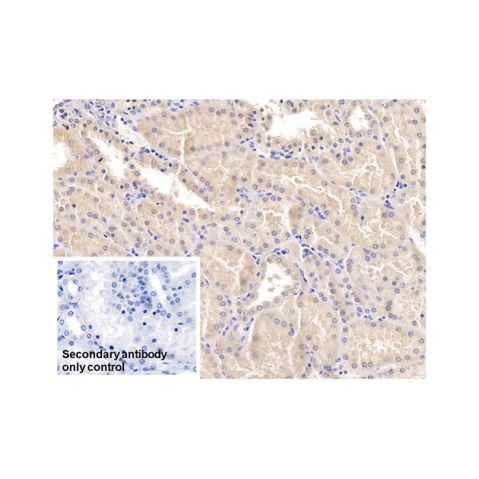 aladdin 阿拉丁 Ab114244 MAPRE1/EB1 Mouse mAb mAb (C4); Mouse anti Human MAPRE1/EB1 Antibody; WB, IHC; Unconjugated