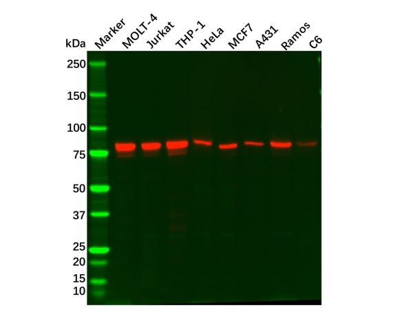 aladdin 阿拉丁 Ab114573 Recombinant MCM7/PRL Antibody Recombinant (R02-7D2); Rabbit anti Human MCM7/PRL Antibody; WB, IHC; Unconjugated