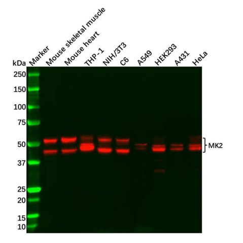aladdin 阿拉丁 Ab115490 Recombinant MK2 Antibody Recombinant (R07-1F5); Rabbit anti Human MK2 Antibody; WB; Unconjugated