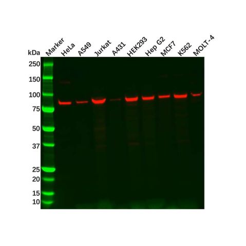 aladdin 阿拉丁 Ab115549 Recombinant MLH1 Antibody Recombinant (R07-5D3); Rabbit anti Human MLH1 Antibody; WB, ICC, IF; Unconjugated