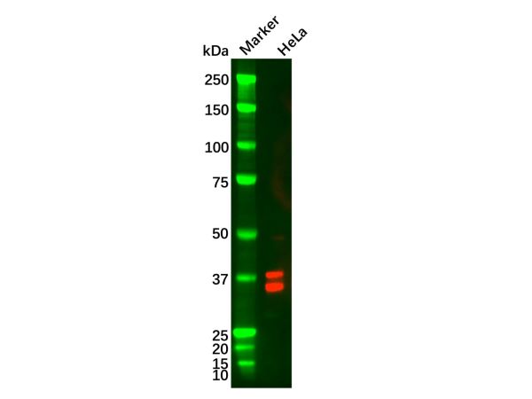 aladdin 阿拉丁 Ab116122 MSI2 Mouse mAb mAb(2C11); Mouse anti Human MSI2 Antibody; WB, IHC, ELISA; Unconjugated
