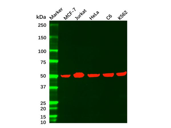 aladdin 阿拉丁 Ab116168 Recombinant MST4 Antibody Recombinant (R08-2H9); Rabbit anti Human MST4 Antibody; WB, IF, ICC; Unconjugated