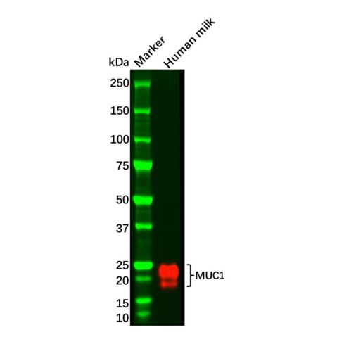 aladdin 阿拉丁 Ab116370 MUC1 Mouse mAb mAb (C1); Mouse anti Human MUC1 antibody; WB; Unconjugated