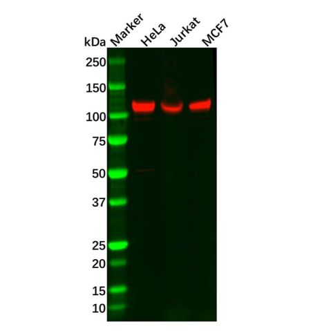 aladdin 阿拉丁 Ab117894 Recombinant NFkB p100/NFKB2 Antibody Recombinant (R04-4D6); Rabbit anti Human NFkB p100/NFKB2 Antibody; WB, IF, ICC; Unconjugated