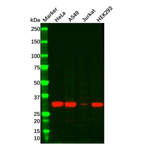 aladdin 阿拉丁 Ab118002 NGF Mouse mAb mAb(C2); Mouse anti Human NGF Antibody; WB; Unconjugated