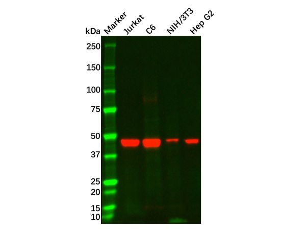 aladdin 阿拉丁 Ab118776 CD8 alpha Mouse mAb mAb (C14); Mouse anti Human CD8 alpha Antibody; WB, IHC; Unconjugated