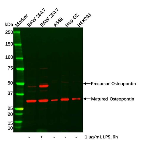 aladdin 阿拉丁 Ab119430 Osteopontin Antibody pAb; Rabbit anti Human Osteopontin Antibody; WB, IHC; Unconjugated