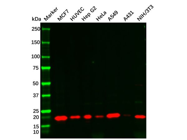 aladdin 阿拉丁 Ab119615 Recombinant p21 Antibody Recombinant (R07-3K5); Rabbit anti Human p21 Antibody; WB; Unconjugated