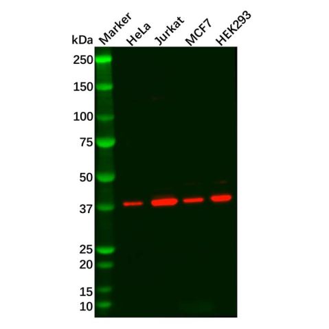 aladdin 阿拉丁 Ab119717 Recombinant p38 alpha/MAPK14 Antibody Recombinant (R06-6C0); Rabbit anti Human p38 alpha/MAPK14 Antibody; WB; Unconjugated