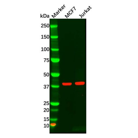 aladdin 阿拉丁 Ab119724 MAPK11 Antibody pAb; Rabbit anti Human MAPK11 Antibody; WB, IHC; Unconjugated