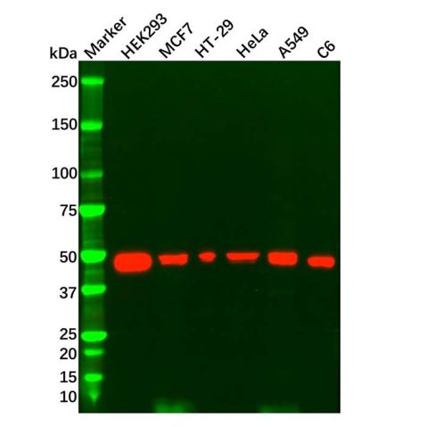 aladdin 阿拉丁 Ab119827 p53 Mouse mAb mAb (D1); Mouse anti Human p53 Antibody; WB; Unconjugated