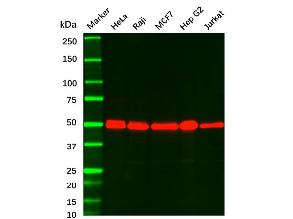 aladdin 阿拉丁 Ab119979 Recombinant PABPN1 Antibody Recombinant (R02-8B1); Rabbit anti Human PABPN1 Antibody; WB, IHC; Unconjugated