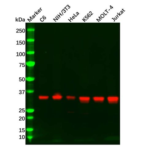 aladdin 阿拉丁 Ab120014 Recombinant PACT/PRKRA Antibody Recombinant (R04-8F7); Rabbit anti Human PACT (PKR activating protein) / PRKRA Antibody; WB; Unconjugated