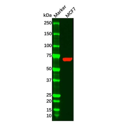 aladdin 阿拉丁 Ab120666 PCK1/PEPC Antibody pAb; Rabbit anti Human PCK1/PEPC Antibody; WB; Unconjugated