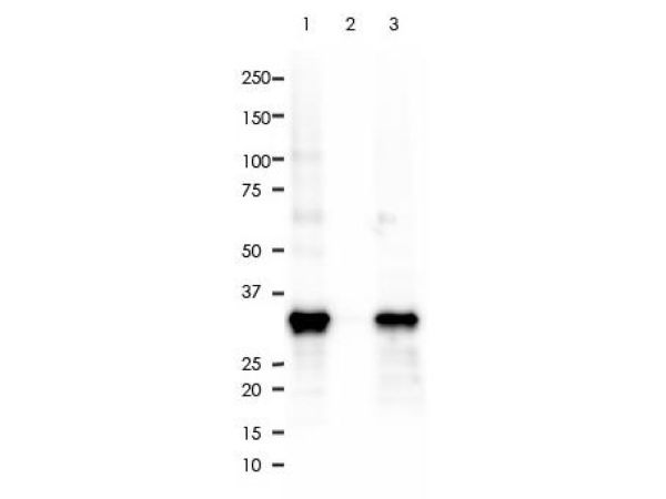 aladdin 阿拉丁 Ab120681 Recombinant PCNA Antibody Recombinant (RR704); Rabbit anti Human PCNA Antibody; WB, Flow, IP; Unconjugated