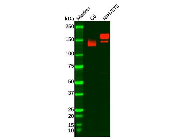 aladdin 阿拉丁 Ab120914 Recombinant PDGFR alpha Antibody Recombinant (R06-6D3); Rabbit anti Human PDGFR alpha Antibody; WB; Unconjugated