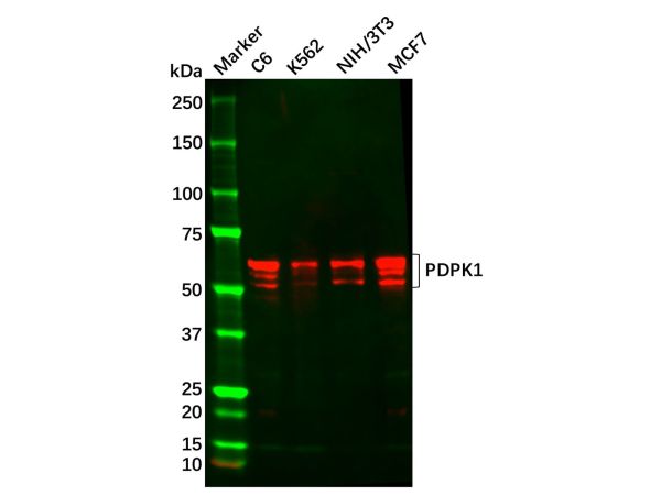 aladdin 阿拉丁 Ab121091 PDPK1 Mouse mAb mAb (3H3D9); Mouse anti Human PDPK1 Antibody; WB, ICC, IF, ELISA, Flow; Unconjugated