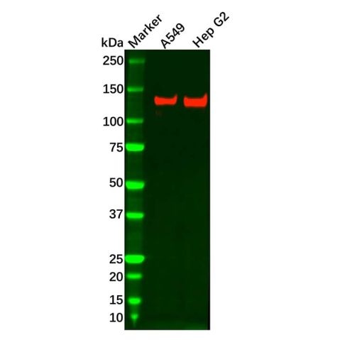 aladdin 阿拉丁 Ab121233 Recombinant PER2 Antibody Recombinant (R04-4C4); Rabbit anti Human PER2 Antibody; WB; Unconjugated