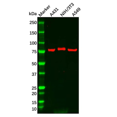 aladdin 阿拉丁 Ab122189 PLA2G4D Antibody pAb; Rabbit anti Human PLA2G4D Antibody; WB; Unconjugated