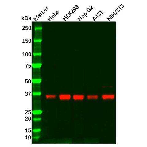aladdin 阿拉丁 Ab122704 PP1C gamma Mouse mAb mAb (2F2-A3-H10); Mouse anti Human PP1C gamma Antibody; WB; Unconjugated