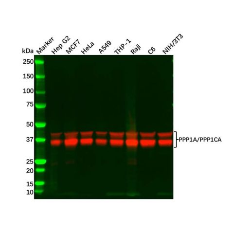 aladdin 阿拉丁 Ab122816 PPP1A/PPP1CA Mouse mAb mAb (1H1-F7-D8); Mouse anti Human PPP1A/PPP1CA Antibody; WB, ICC, IF; Unconjugated