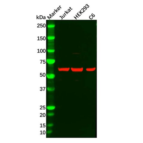 aladdin 阿拉丁 Ab122840 PPP2R1A Antibody pAb; Rabbit anti Human PPP2R1A Antibody; WB, IHC; Unconjugated