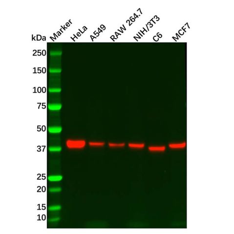 aladdin 阿拉丁 Ab122942 Recombinant PRAS40 Antibody Recombinant (R05-3A5); Rabbit anti Human PRAS40 Antibody; WB; Unconjugated
